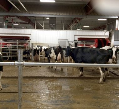 The dairy of tomorrow: How automation and energy efficiency are keeping Bos Dairy on the cutting edge.