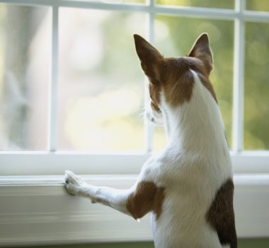 Think before you replace: What to know before buying new windows